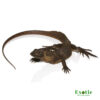 Giant Sailfin Dragon for sale