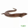 Giant Water Skink for sale