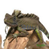 Great Anglehead Lizard for sale