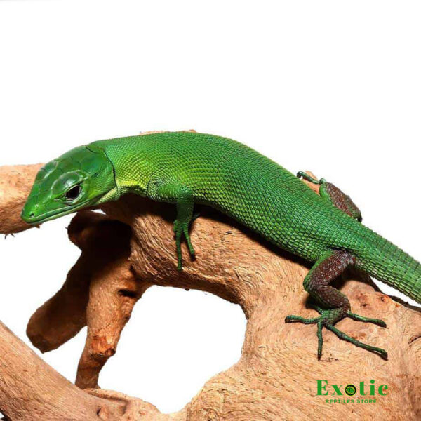 Green Keeled Bellied Lizard for sale