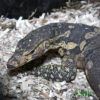 Guru Water Monitor for sale