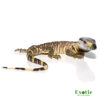 Hatchling Blackthroat Monitor for sale