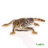 Saharan Red Uromastyx for sale