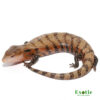 High Red Irian Jaya Blue Tongue Skink for sale