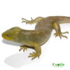 Hypo Monkey Tail Skink for sale
