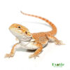 Hypo Sunbeam Bearded Dragon for sale
