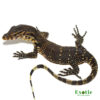 Javan Water Monitor for sale