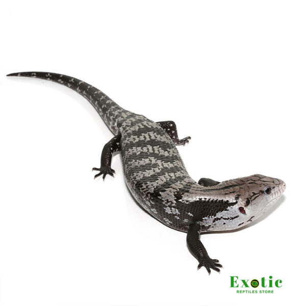 Axanthic Halmahera Blue Tongue Skink for sale