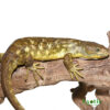 Banana Monkey Tail Skink for sale