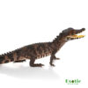 Juvenile Smooth Front Caiman for sale