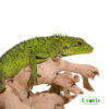 Long’s Tree Dragon for sale