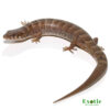 Madrean Alligator Lizard for sale