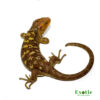 Mango Phase Monkey Tail Skink for sale