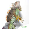 Miami Blue Iguana for sale
