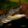 Morelet’s Crocodile for sale