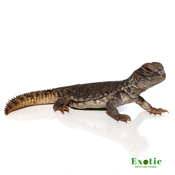 Moroccan Uromastyx for sale