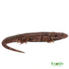 Oaxacana Spiny tail iguana for sale
