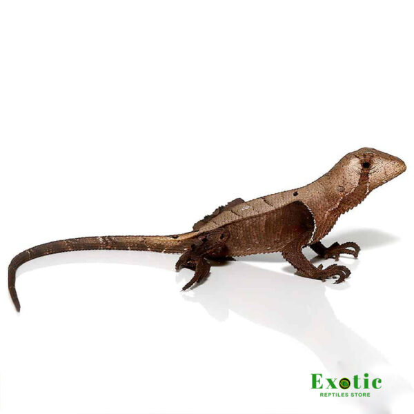 Peruvian Dead Leaf Lizard for sale