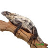 Pied Pectinata for sale