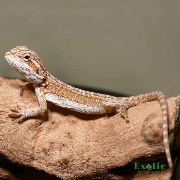 Adult Female Hypo Inferno Blue Bar Bearded Dragon - Exotic Reptiles for Sale