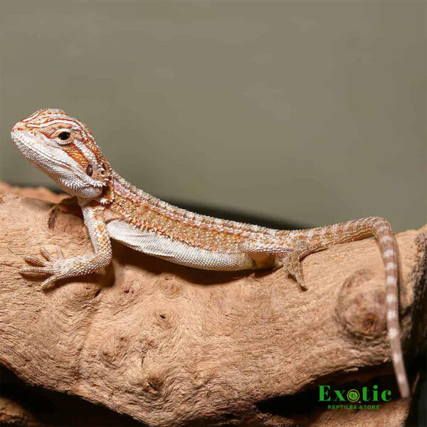 Ginger Striped Bearded Dragon for sale