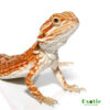 Red Velvet Leatherback Bearded Dragon for sale