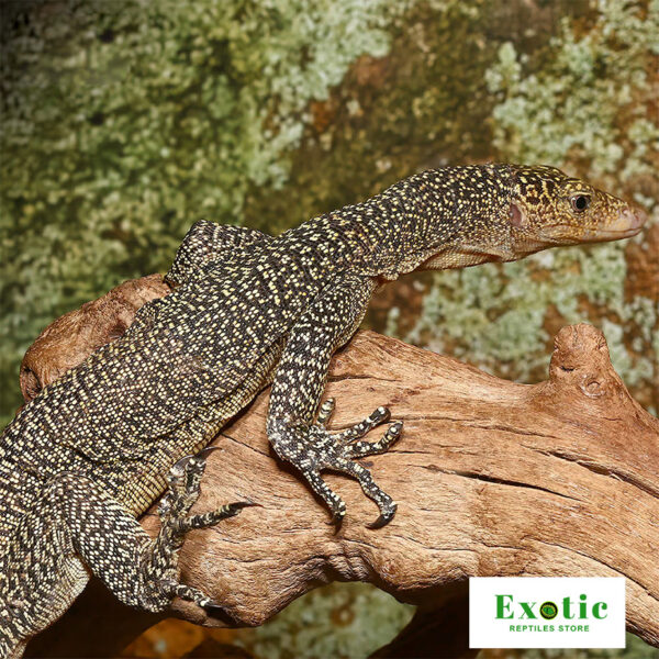 Rennell Island Mangrove Monitor for sale