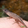 Scaleless Head Anole for sale