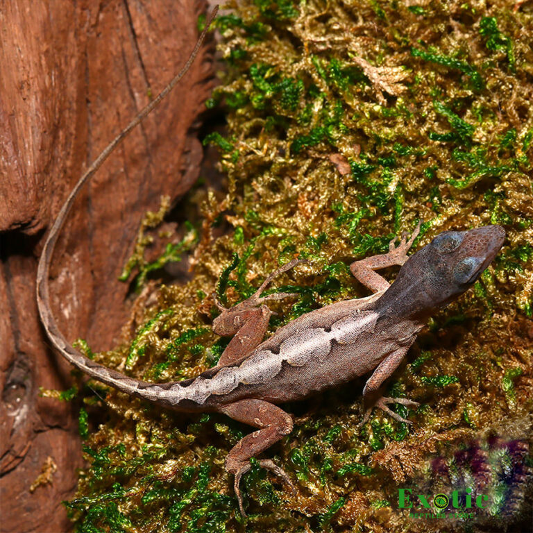 Scaleless Head Anole - Exotic Reptiles Store