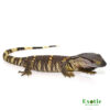 Small Blackthroat Monitor for sale