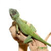 Smallwood’s Anole for sale