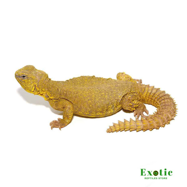 Super Yellow Uromastyx for sale