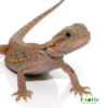 Translucent Leatherback Bearded Dragon for sale
