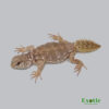 Uromastyx princeps for sale