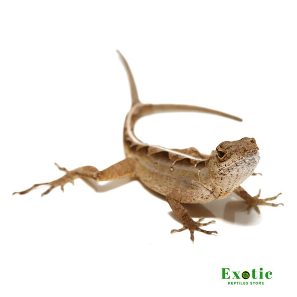 Y-Not Anole for sale
