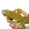 Yearling Hypo Iguana for sale