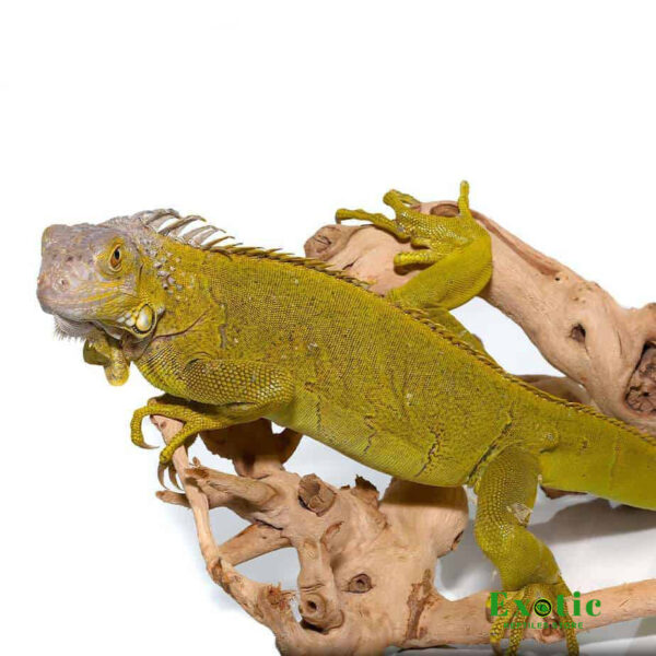 Yearling Hypo Iguana for sale
