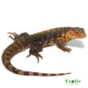 Yellow Back Spiny Tailed Iguana for sale
