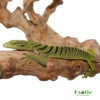 Yellow Tree Monitor for sale