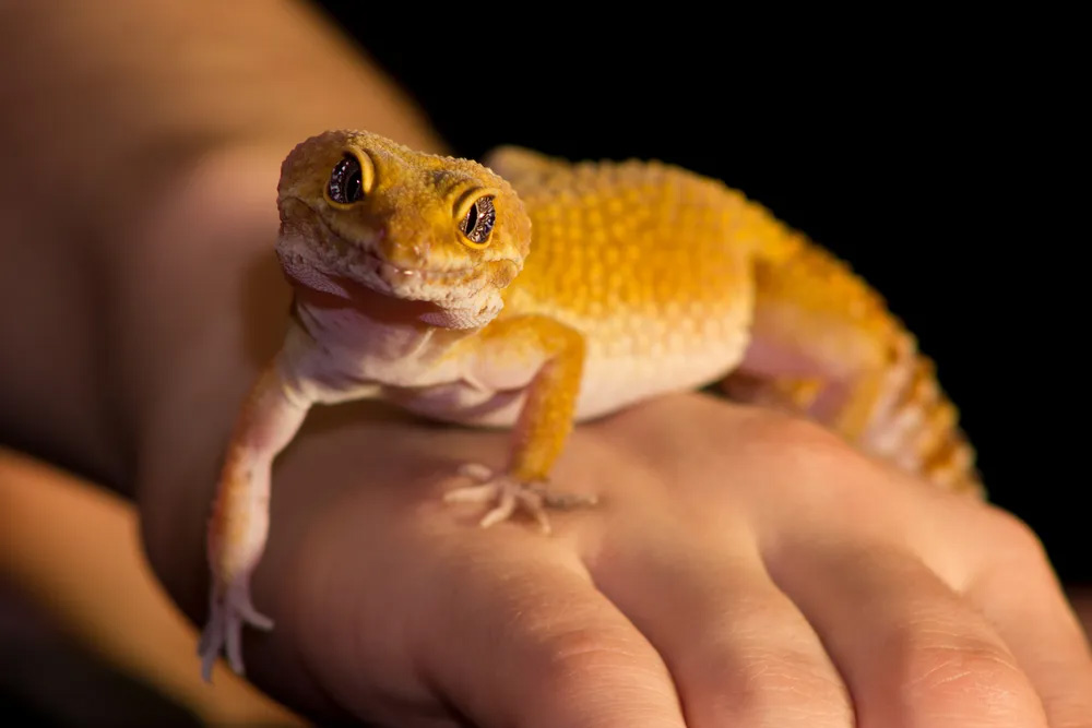 exotic reptiles for sale