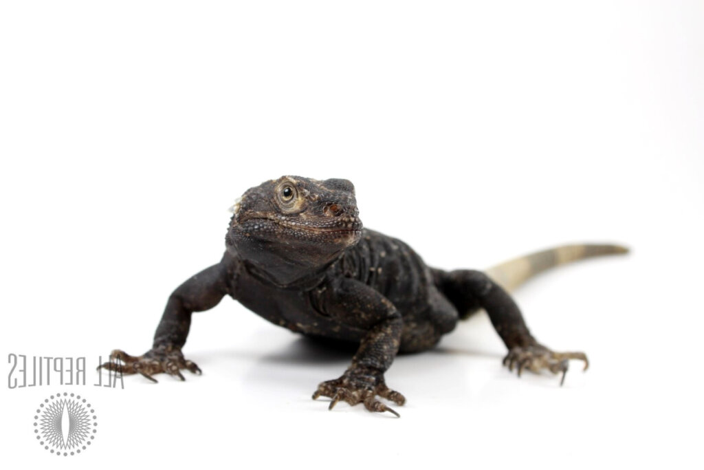Black And White Chuckwalla Exotic Reptiles Store