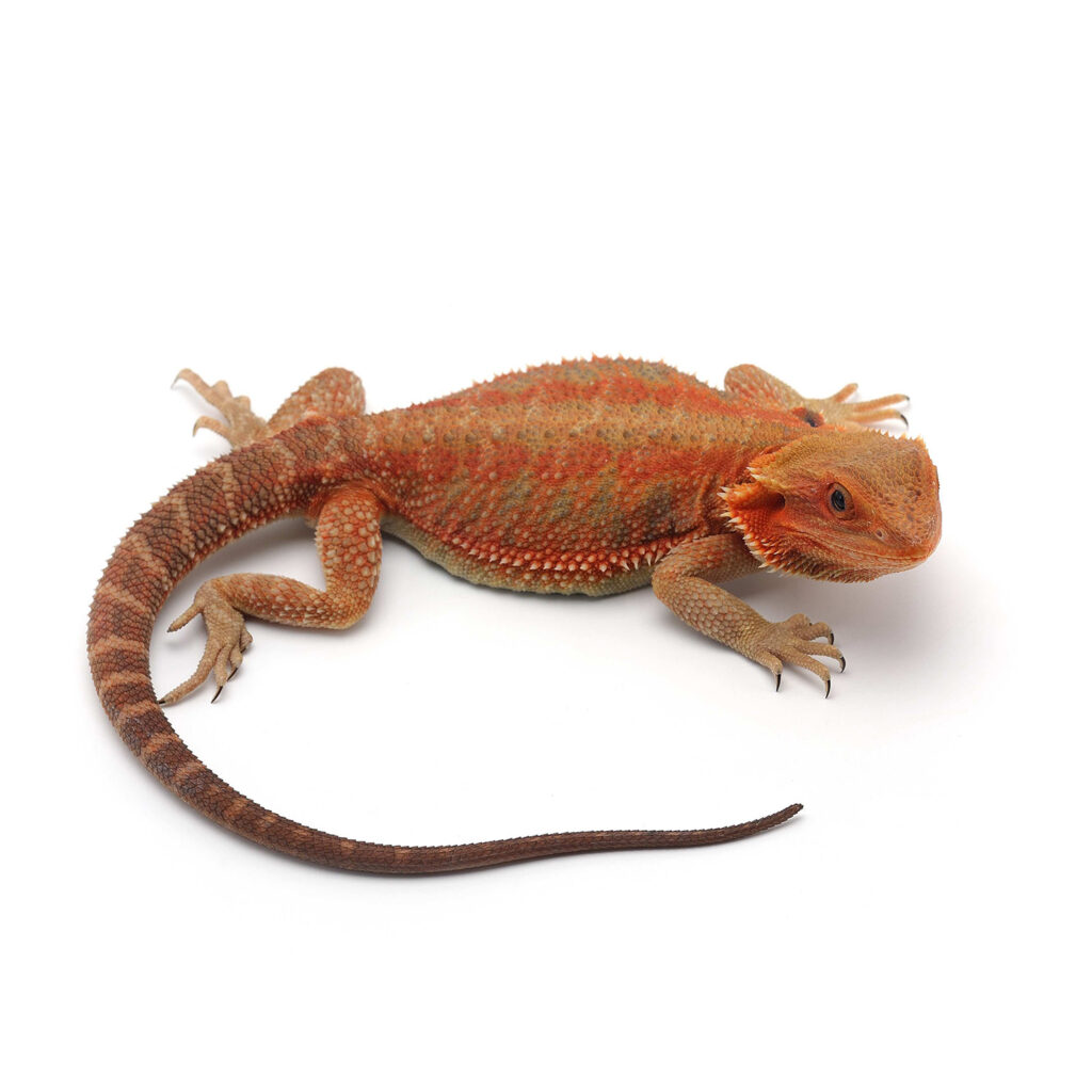 Reptiles for sale | Buy Reptiles Online - Exotic Reptiles Store