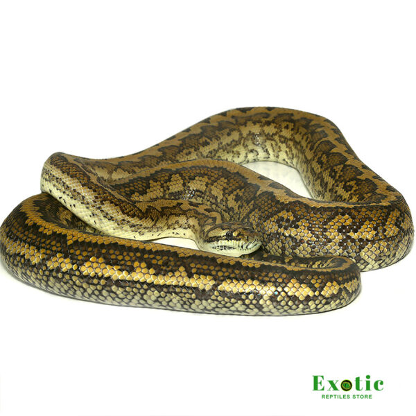 2014 Female Tiger Coastal Carpet Python for sale