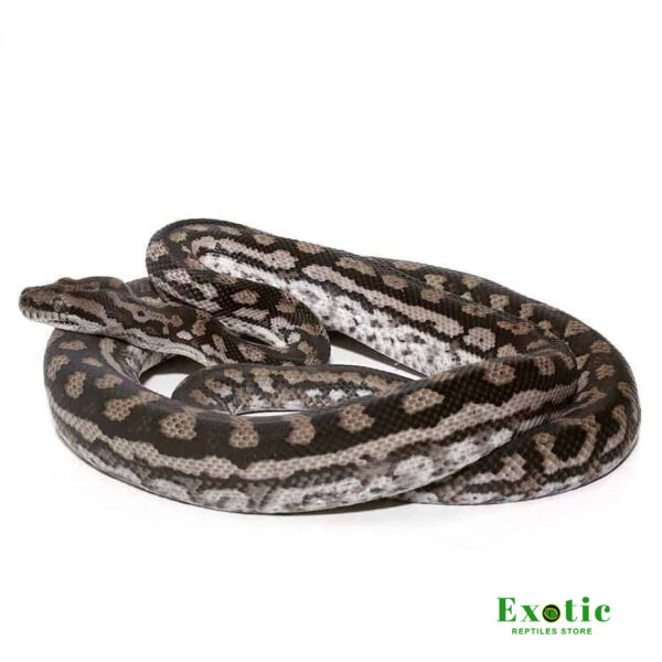 Inland Carpet Python for sale