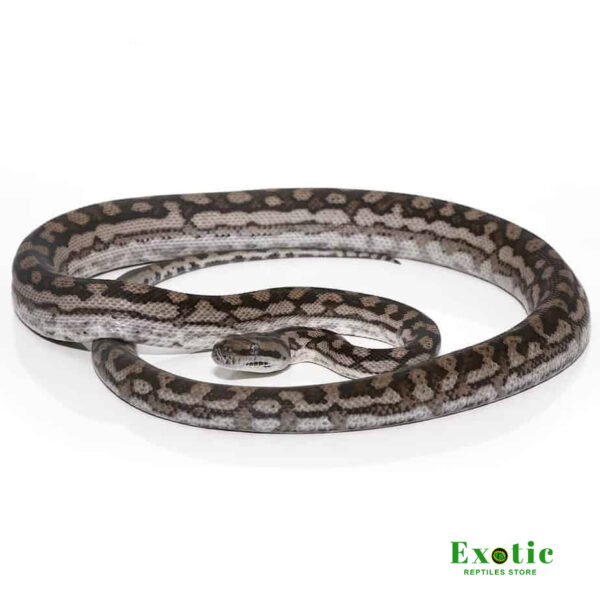 Inland Carpet Python Snake for sale