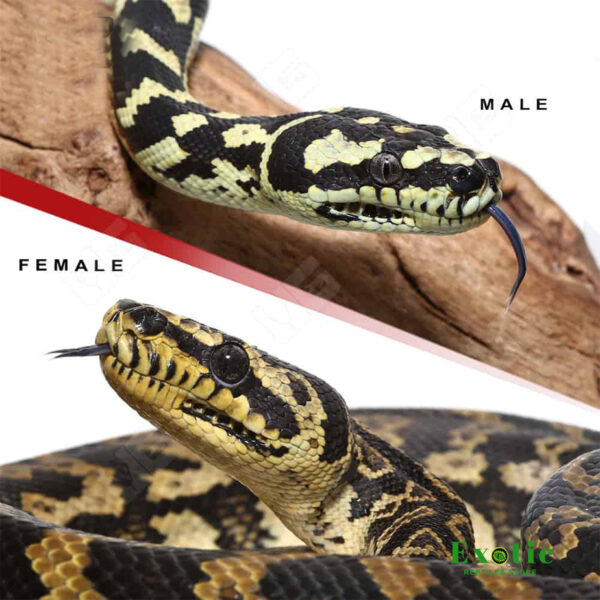 Jungle Carpet Python for sale
