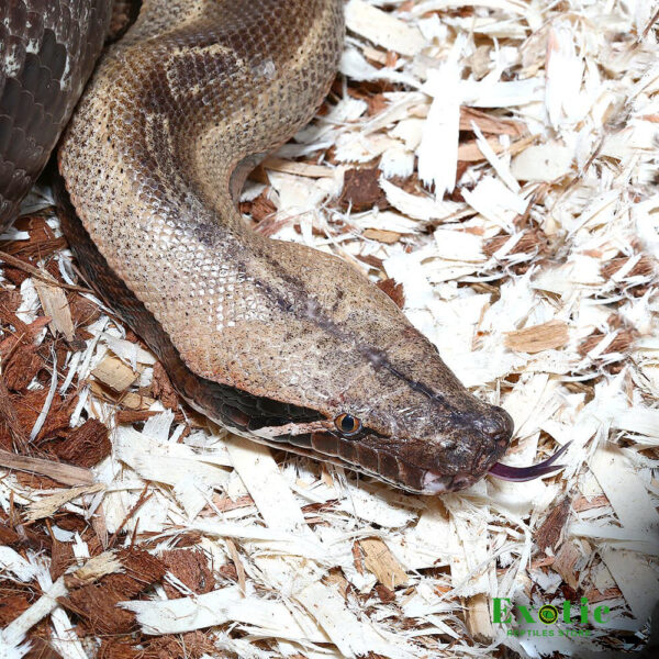 adult blood python for sale