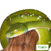 Blue Striped Aru Green Tree Python for sale