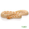 Albino Anaconda Western Hognose Snake for sale