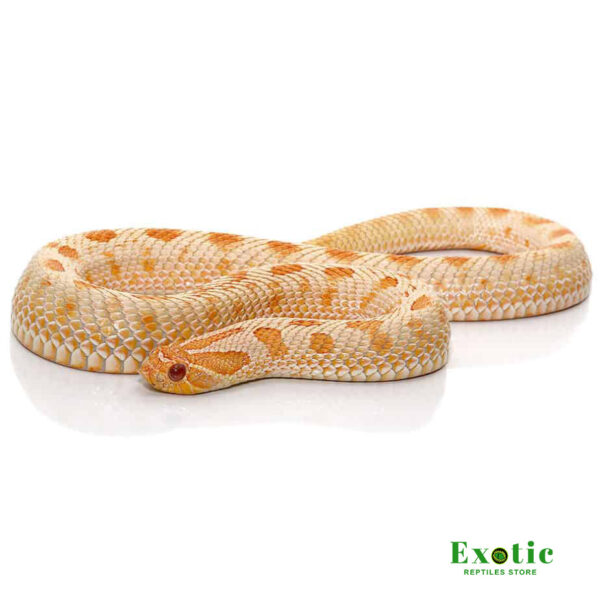 Albino Anaconda Western Hognose Snake for sale